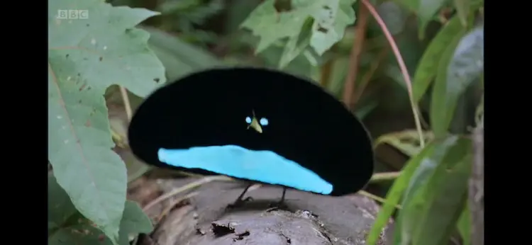 Greater superb bird-of-paradise (Lophorina superba) as shown in Planet Earth - From Pole to Pole